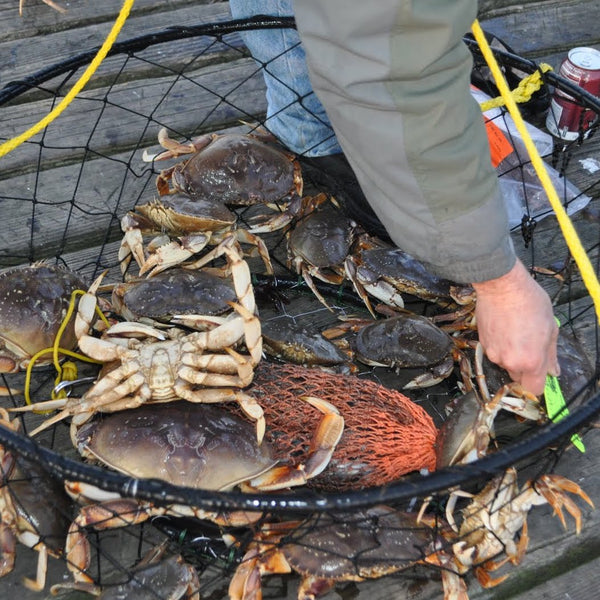 How to go Crabbing: The Basics of using Crab Pots and Rings – Foundry  Outdoors
