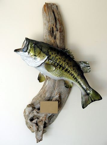 bass taxidermy