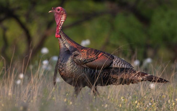 wild turkey spring turkey hunting