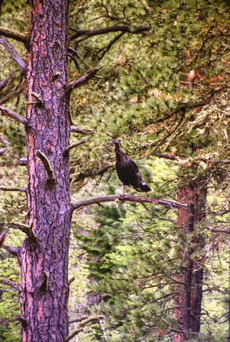 turkey sitting on tree branch