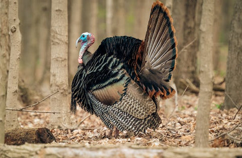 wild turkey fan