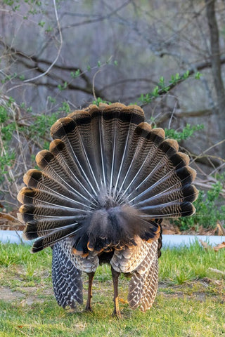 wild turkey fan