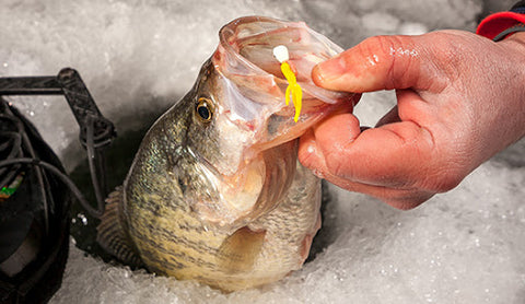 How and Why to Use Soft Plastic Bait For Ice Fishing Panfish