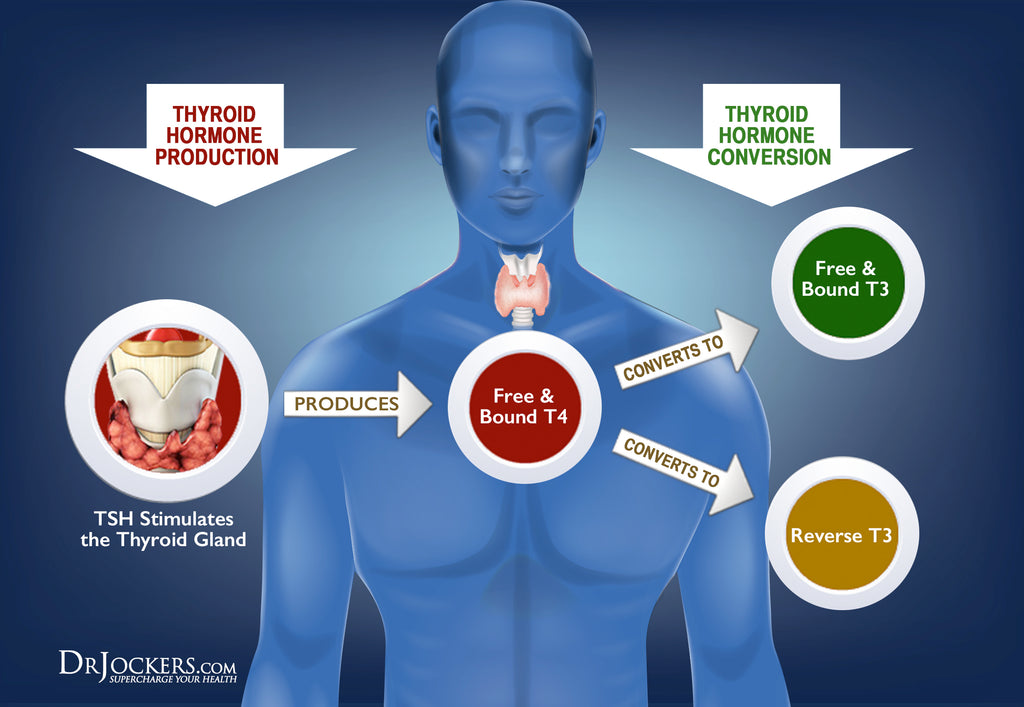 DrJockers.com - How Test Function to Properly Thyroid Labs with