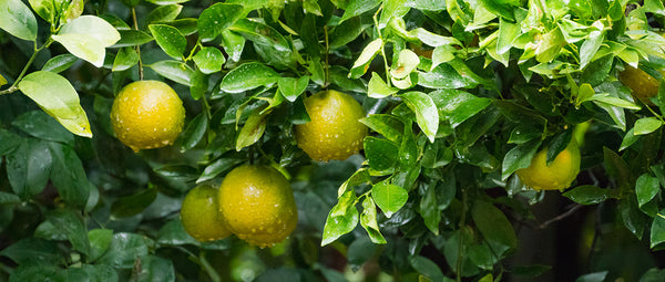 Find fresh Japanese citrus Shikuwasa fruit available to buy online and home delivery