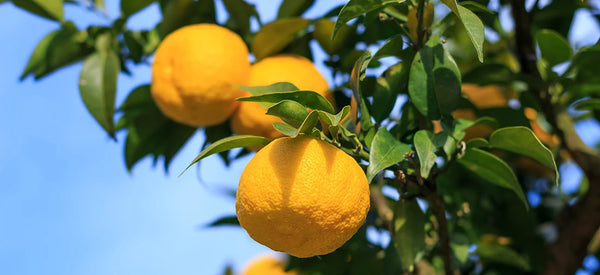 Buy hardy yuzu trees online, the queen of Japanese citrus to grow your own at home