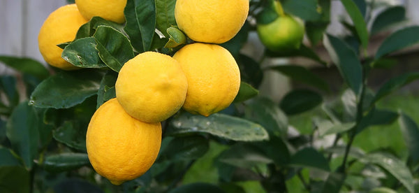 Find hardy meyer lemon trees online, a great gift for the gardener or those who like to grow their own