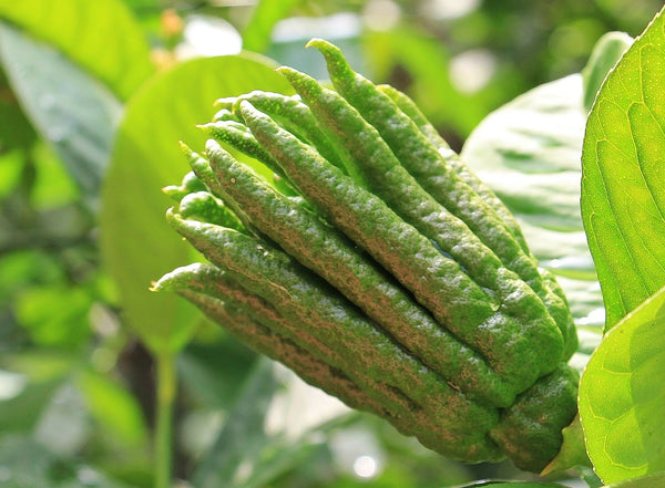 grow your own japanese buddhas hand tree at home in the UK