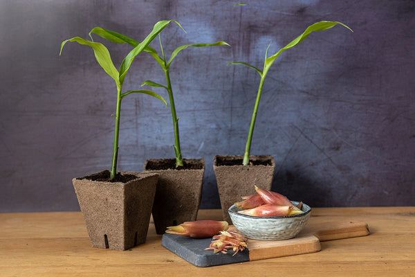 grow your own Japanese myoga ginger at home