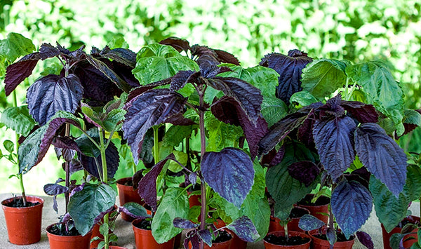 grow-your-own-shiso-perilla-plants-at-home-in-the-UK
