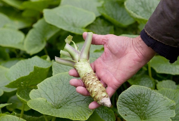 Wasabi plants and how to grow them in the UK