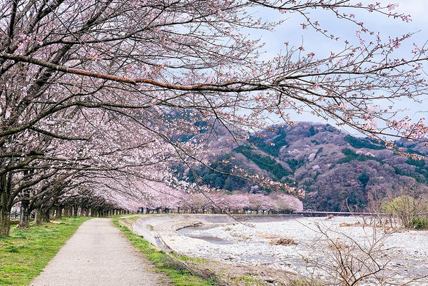 cherry-blossom-sakura-festival-in-japan