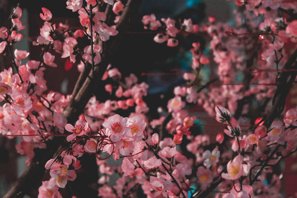 hanami-festival-in-japan-cherry-blossom