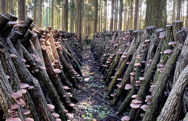 sugimoto-shiitake-mushrooms