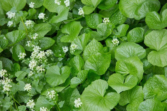 Wasabi leaves and flowers grown at home in the UK