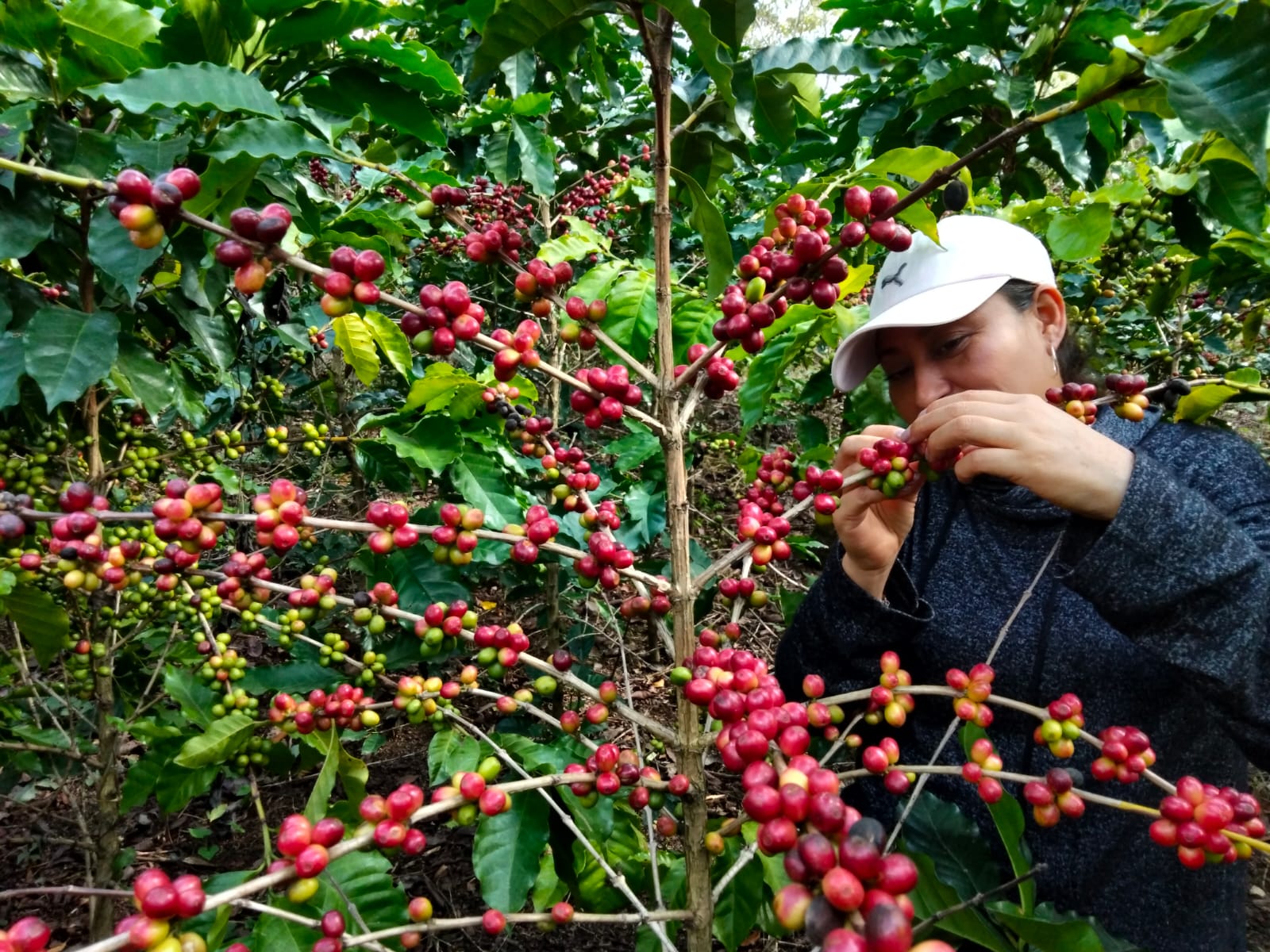 coffee tree with ripe cherries in Peru