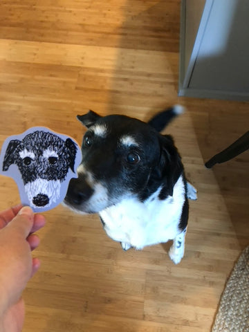 A 42 pound black and white border collie beagle mix sniffing a sticker of her face.