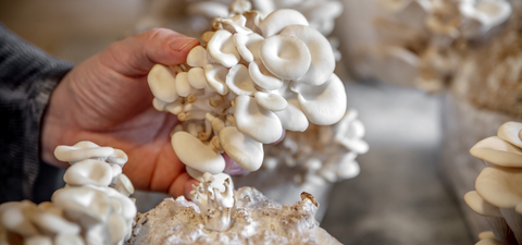 La culture de champignons est maintenant accessible chez des producteurs ou en forêt, en saison seulement. 