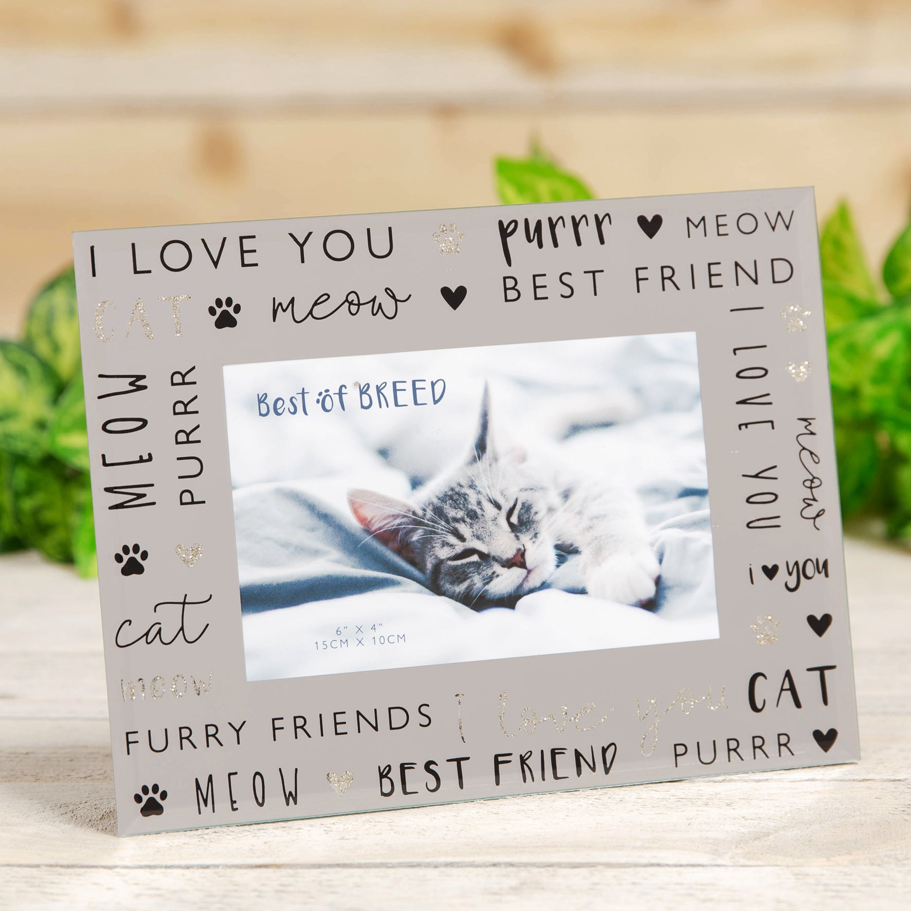 Glass Photo Frame - Cat 6