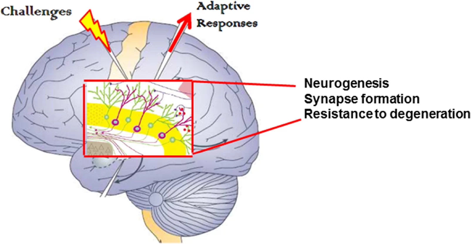Diagram showing how intermittent fasting supports brain health by triggering adaptive responses such as neurogenesis, synapse formation, and resistance to degeneration in response to physiological challenges.