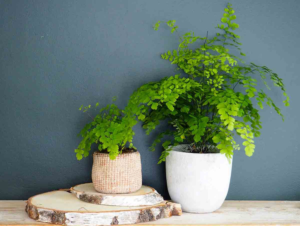 Botanique Workshop - Houseplant care - How to look after ferns