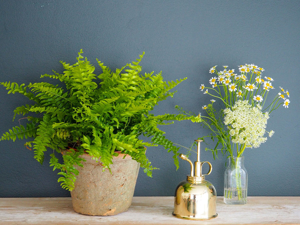 Botanique Workshop - Houseplant care - How to look after ferns