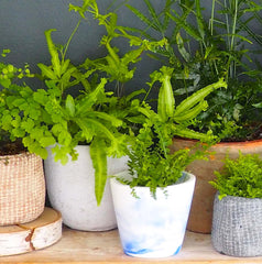 Botanique Workshop - Houseplant care - How to look after ferns