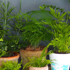 Botanique Workshop - Houseplant care - How to look after ferns