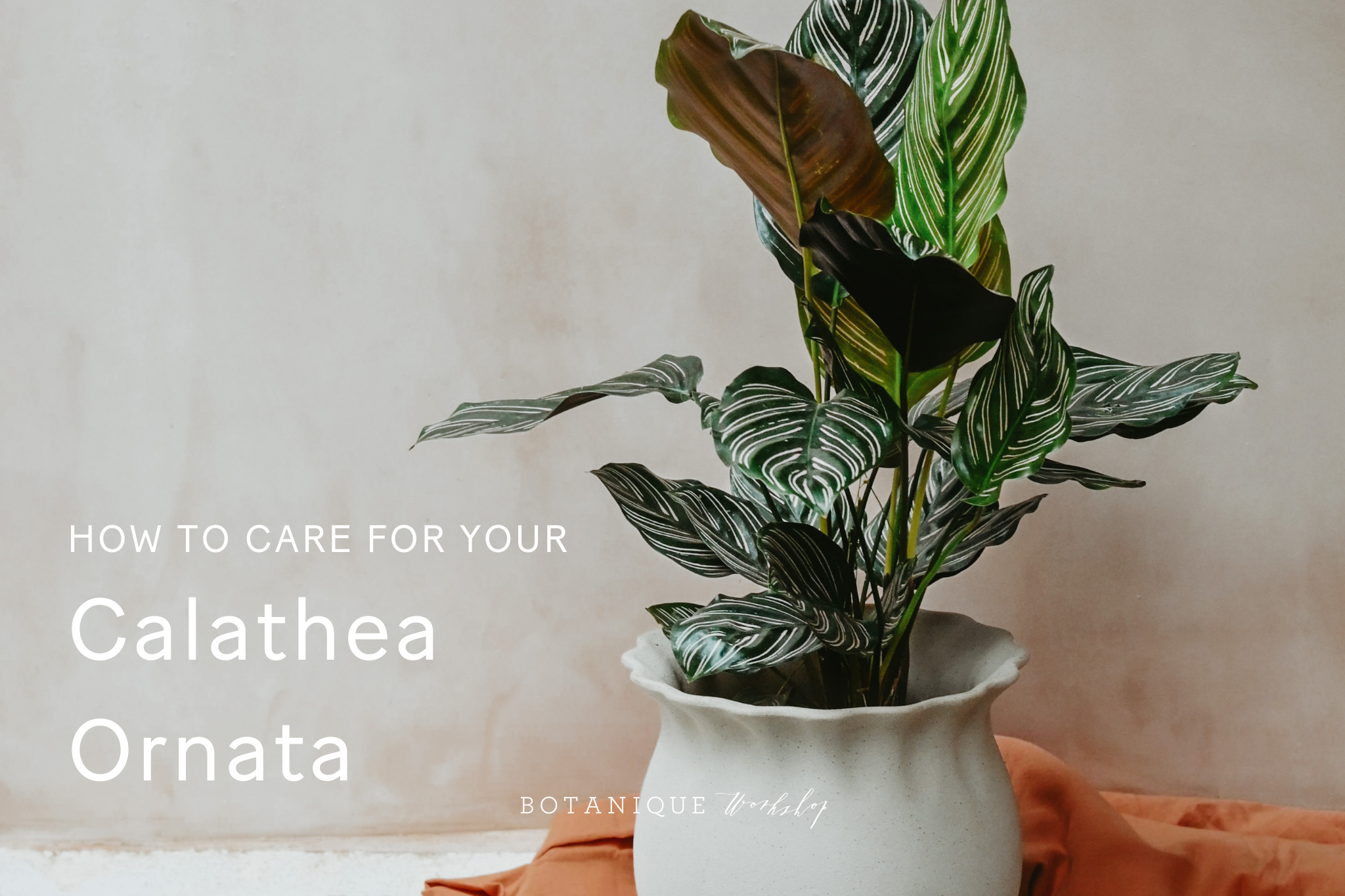 how to care for calathea ornata pinstripe calathea