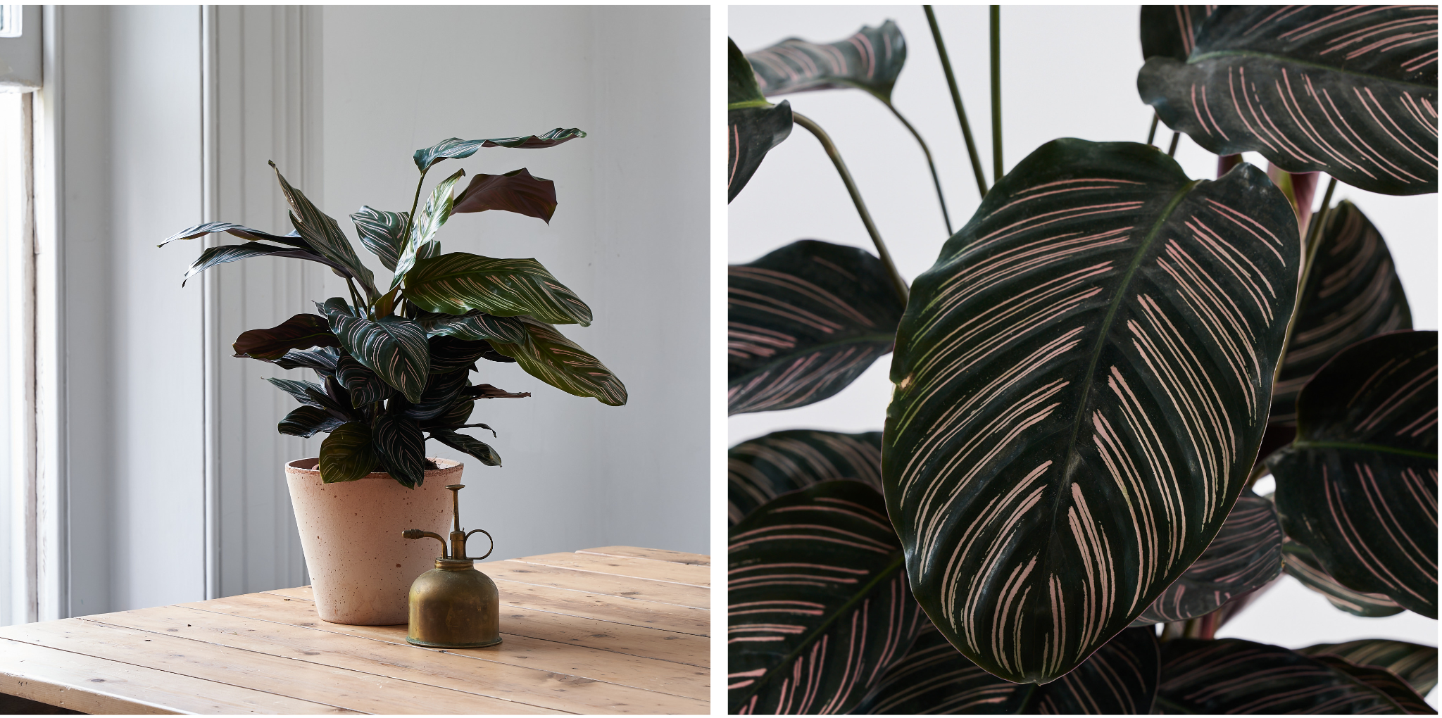 calathea ornata striped leaves and plant in stoneware pot