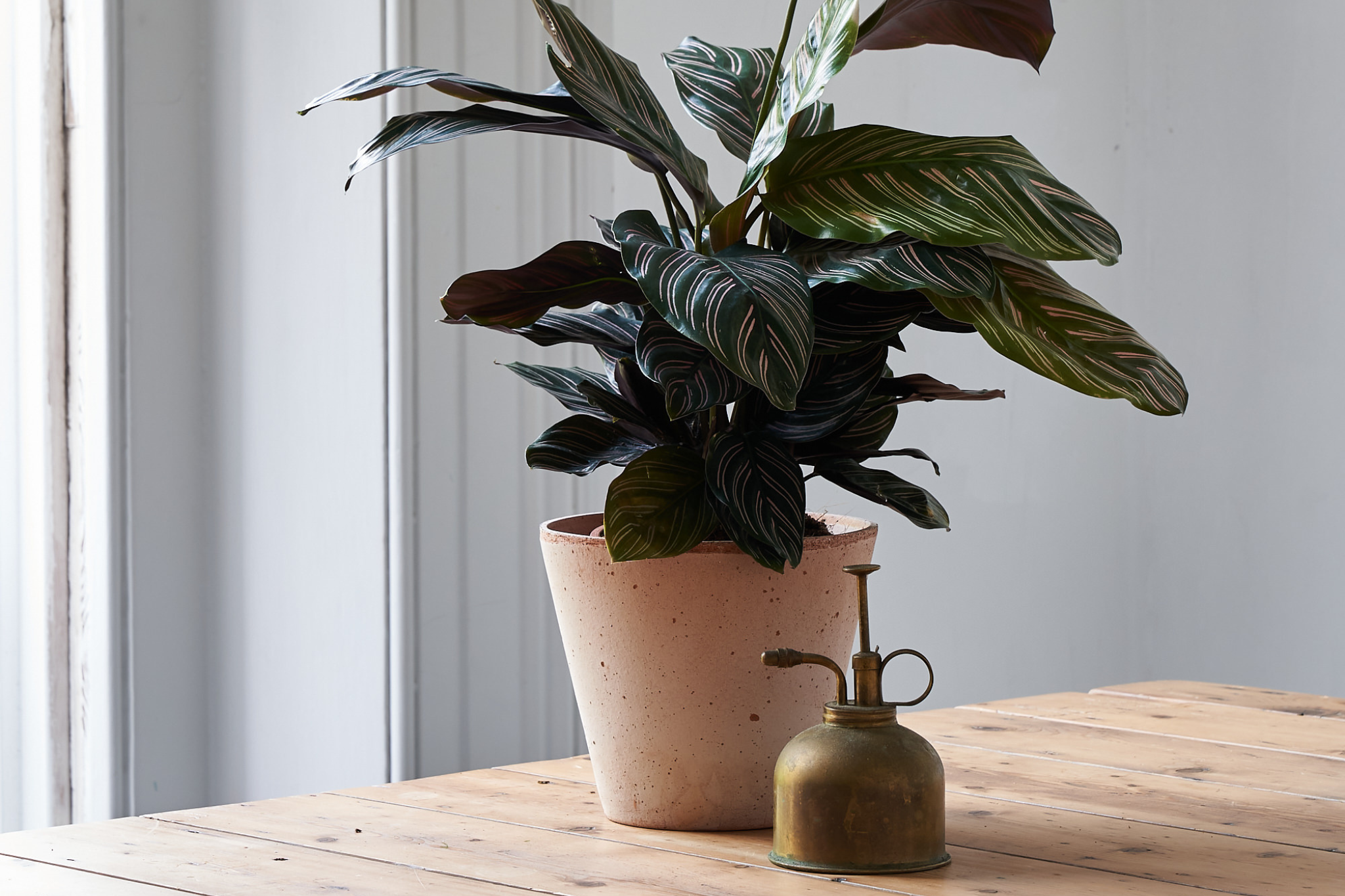 buy calathea ornata online for delivery in London