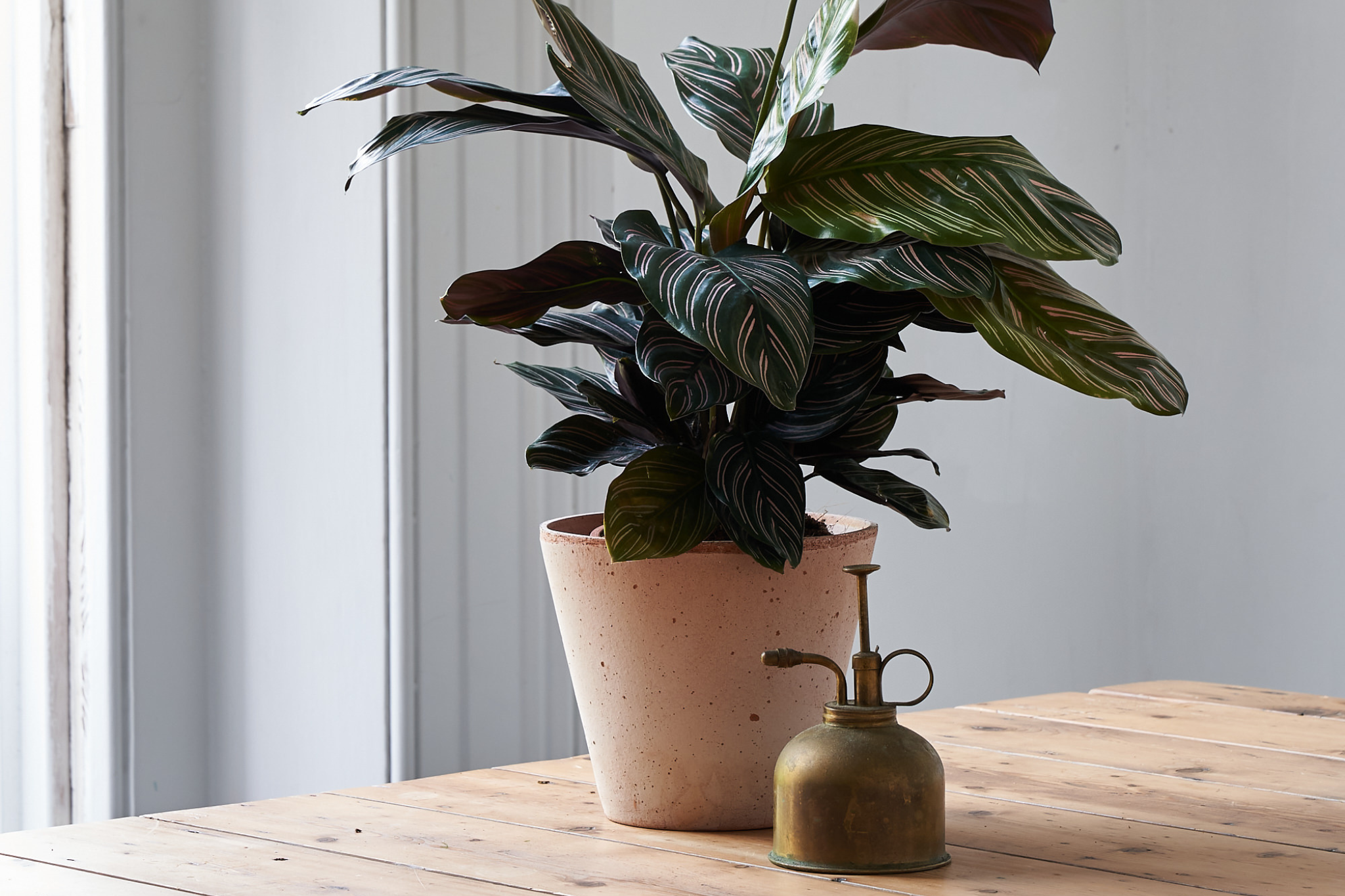 How To Care for a Calathea Plant - The Sill