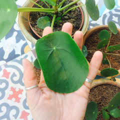 Botanique Workshop_Houseplant care_Pilea_Chinese Money Plant