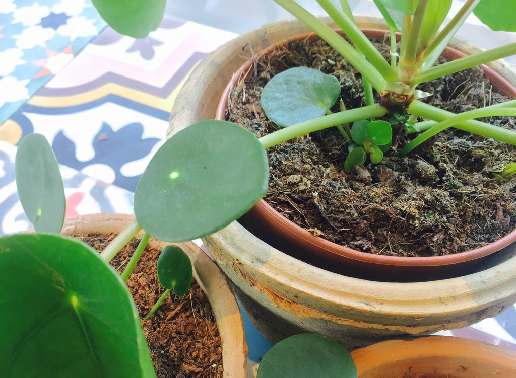 Botanique Workshop_Houseplant care_Pilea_Chinese Money Plant