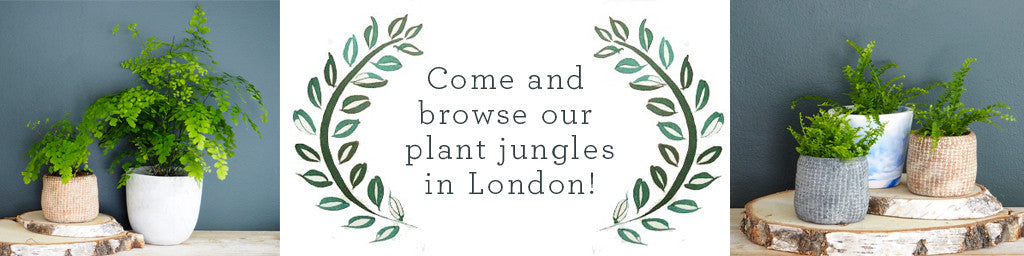 Plant Jungle - Houseplants available from Botanique Workshop Lndon