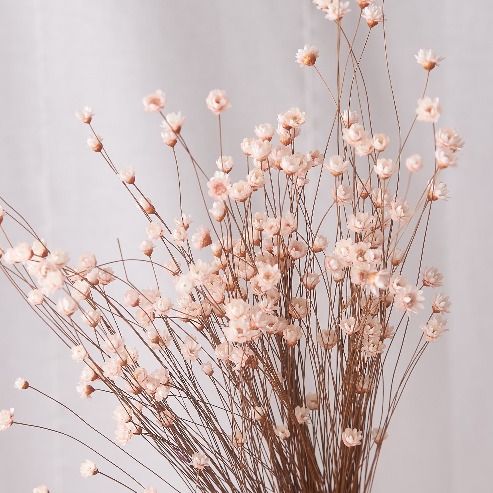 various natural dried flowers and spikelets on pink Stock Photo - Alamy