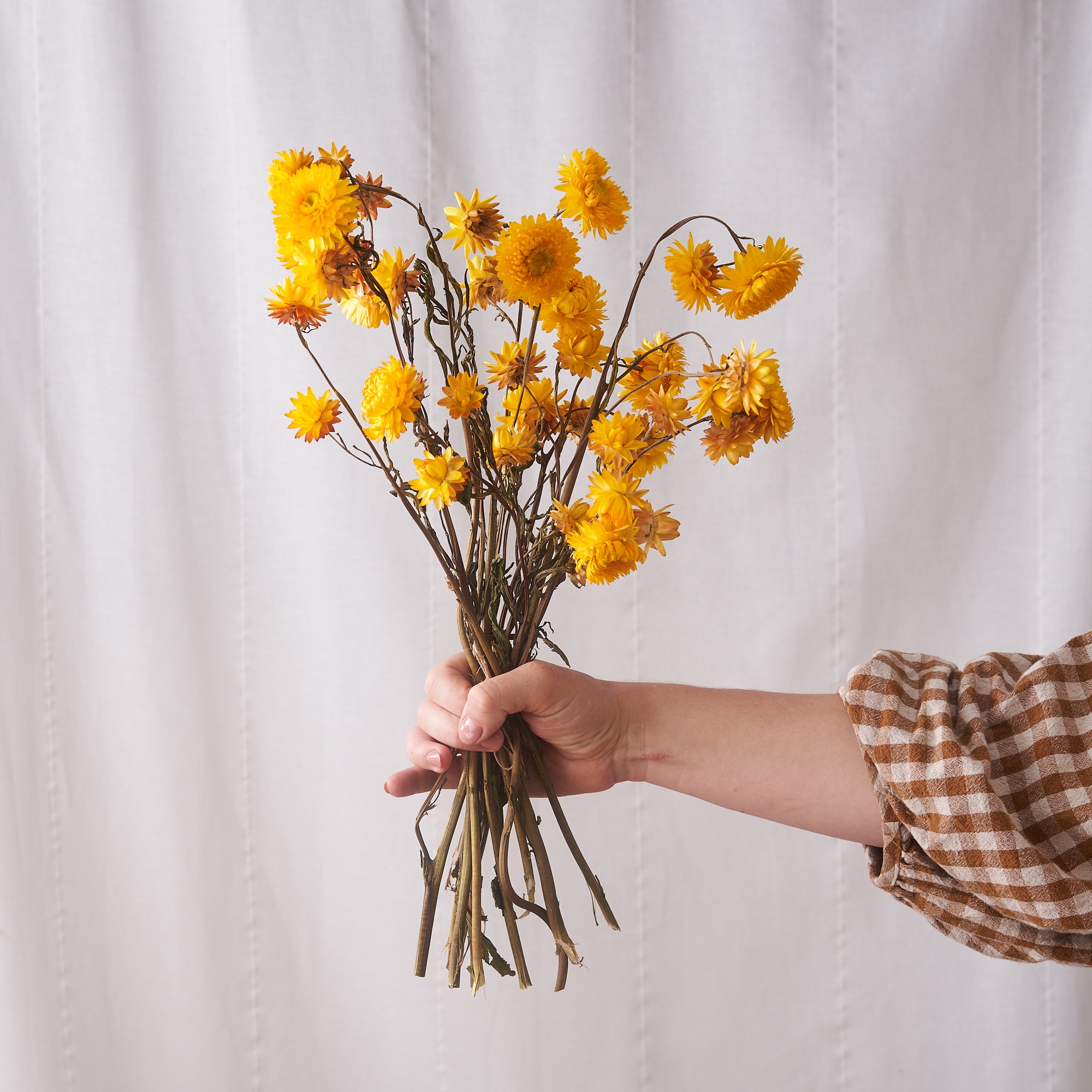 Pink Dried Flower Bunch, Acroclinium Pink, Straw Flowers Bouquet, Preserved  Helipterum, Dried Paper Daisies, Roseum Flower, Wedding Decor 