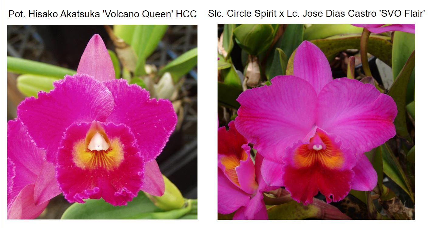 SVO 9389 (Pot. Dream Circle 'SVO' AM/AOS x Pot. Ryo Iwata 'Leucadia'  HCC/AOS) Orchid - Cattleya Alliance Laeliinae