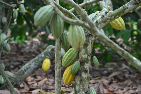 Cacao cacaoyer plantation