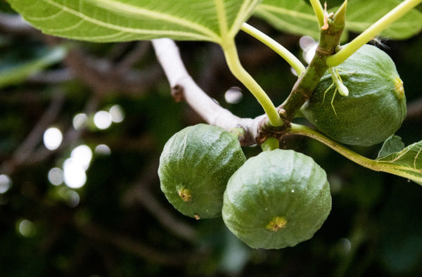 Datteln vs. Feigen: Botanische Aspekte