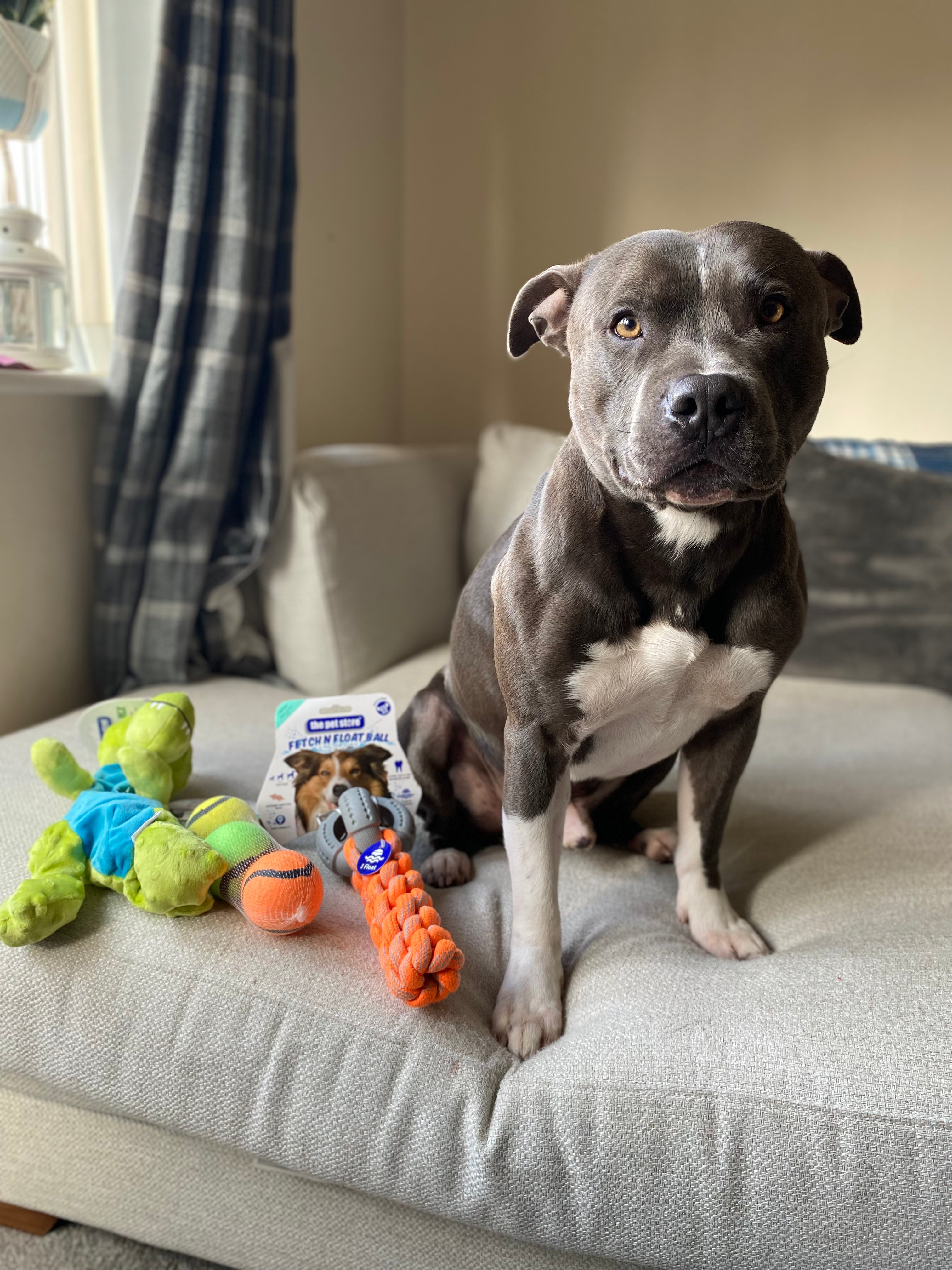Dog toy bundle – Diesels Toy Box