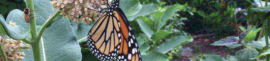 Monarch and honeybee on Milkweed