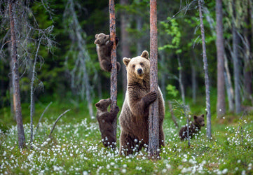 bear leaning on tree next to bear cubs