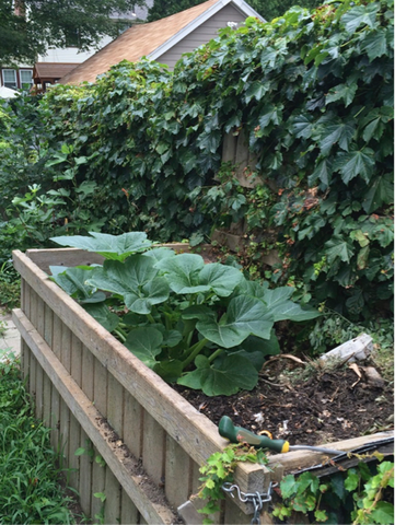 The mystery plant starting to take over the compost bin.