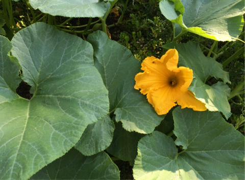 The flower had the color and shape typical of squash.