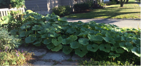 The unintended ground cover in the front yard.