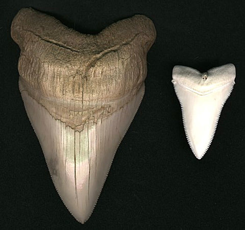 Left - 5 1/2" (typical size for an adult) Carcharocles megalodon tooth (Miocene, California). Right - 2 1/2" (near maximum size for a huge adult) Carcharodon carcharias Great White Shark tooth. Another picture to show the distinct differences in the two species