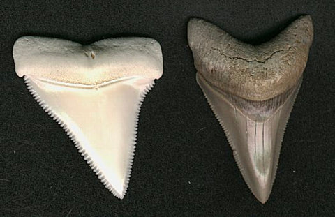 Great White (Carcharodon carcharias, left) and Carcharocles megalodon (right). Both teeth are 2" long but the Great White is from a large adult shark (appx 15 feet long) and the megalodon is from a small juvenile