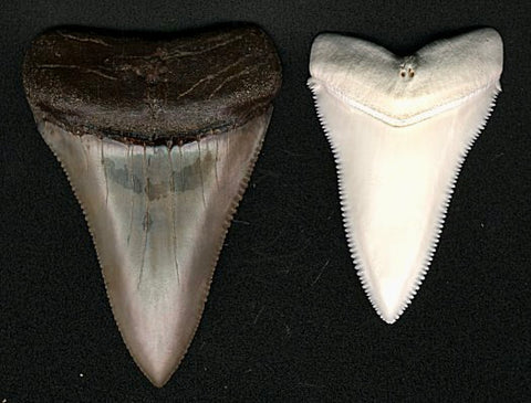 3" upper anterior tooth (Peru, 2-3 million years old). Right - 2 1/2" upper anterior tooth (Australia, recent) - Tooth is about maximum size for Great Whites today