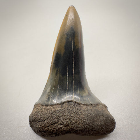 1.59" Colorful Fossil Isurus escheri - Extinct Serrated Mako Shark Tooth from Mill, The Netherlands - Rare tooth - Front